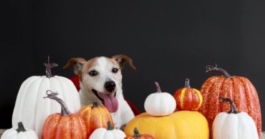 Komik köpek balkabaklarının arasında oturuyor siyah arka plan