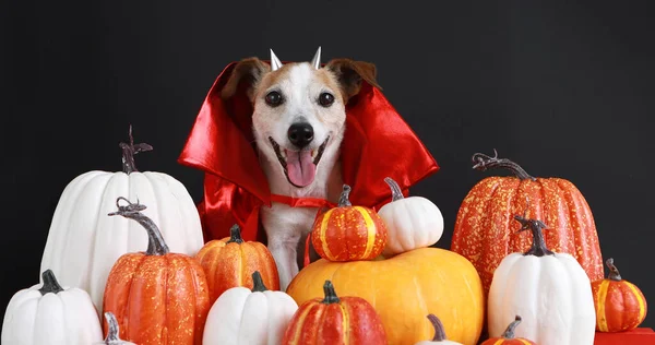 犬でハロウィン赤い衣装黒の背景 — ストック写真