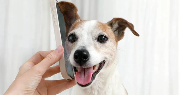 Fechar-se de bonito pouco cão ouvindo smartphone Imagem De Stock