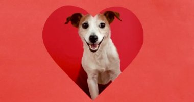 Mutlu köpek kalp şeklinde bir delikten bakıyor.
