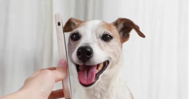 Χαριτωμένο χαρούμενο σκυλί με smartphone — Αρχείο Βίντεο