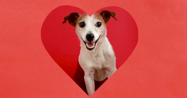 Vrolijke hond gluurt door hartvormig gat — Stockvideo