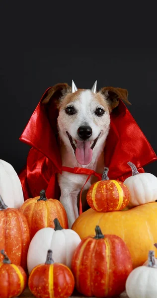 ハロウィンの衣装で犬黒ハロウィンの背景 — ストック写真