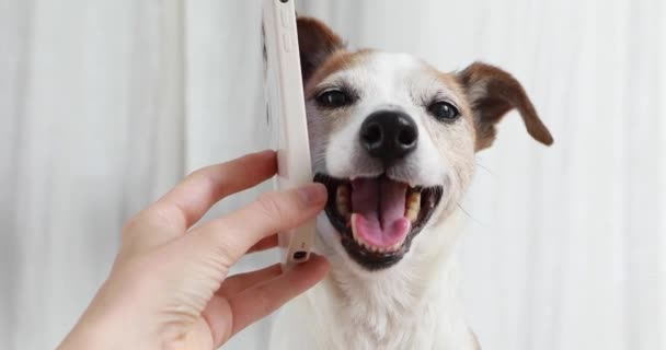 Fechar-se de bonito pouco cão ouvindo smartphone — Vídeo de Stock