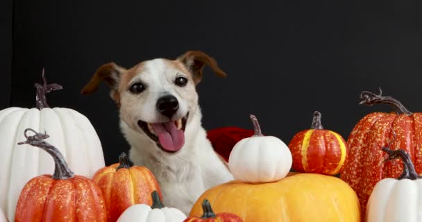 Funny dog sitting amidst pumpkins black background — Stock Video