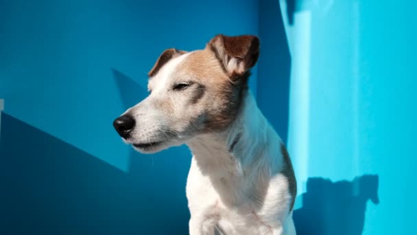 Curioso Jack Russell terrier con divertidas orejas marrones en azul — Vídeos de Stock