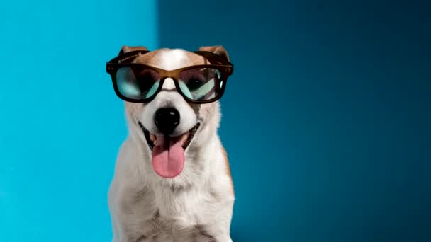 Jack Russell terrier in sunglasses looks at camera on blue — Stock Video