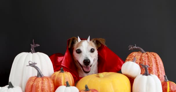 Pies w halloween czerwony kostium czarny tło — Wideo stockowe