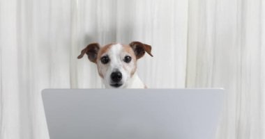 Şirin köpek dizüstü bilgisayarın arkasında çalışıyor.