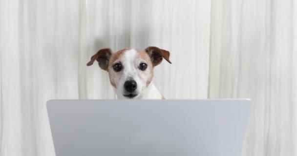 Aranyos kutya működik a laptop képernyő mögött — Stock videók