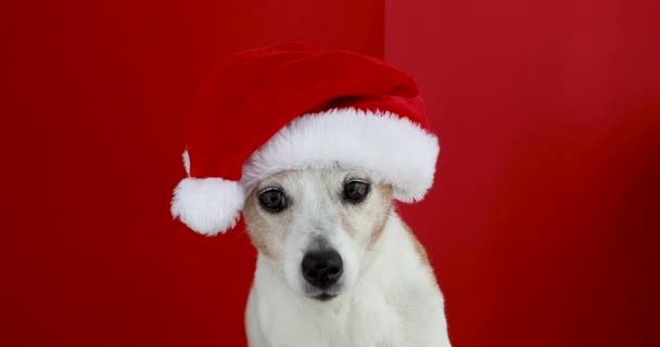 Jack Russell terrier i Santa hatt mot röd studio vägg — Stockvideo