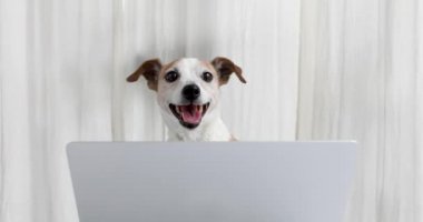 Stüdyoda dizüstü bilgisayarı olan mutlu köpek.