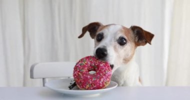 Jack Russell Terrier köpeği donut yiyor. Tatlı Donut rüyaları beyaz arka plan