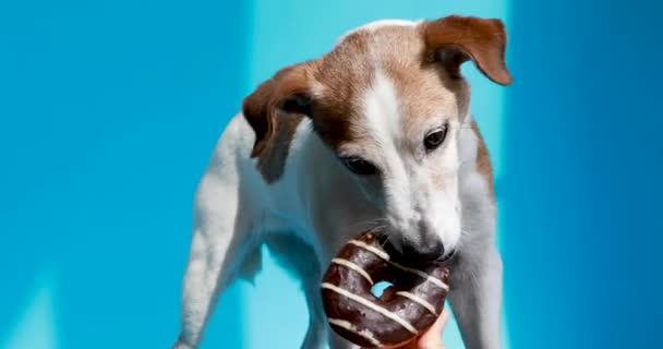 Pies jedzący pączki czekoladowe na niebieskim tle światło słoneczne — Wideo stockowe