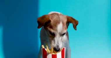 Köpek yiyen patates kızartması.