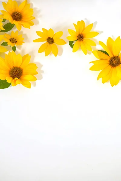 Yellow flowers on white background for cosmetics Royalty Free Stock Images