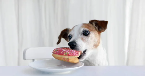 かわいい犬はテーブルの上のプレートからドーナツを盗む ストック写真