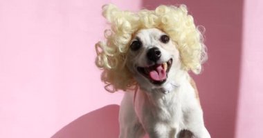 Peruk stüdyosundaki köpek pembe arka plan