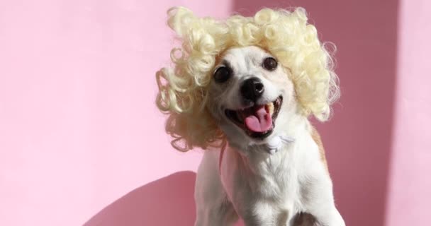 Hond in een pruik studio roze achtergrond — Stockvideo