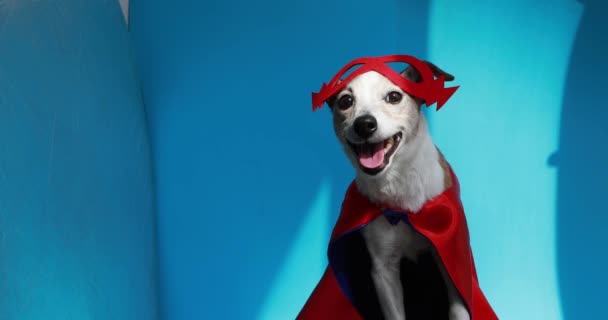 Sød munter Jack Russell Terrier i rød maske – Stock-video