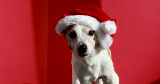 Jack Russell terrier w kapeluszu Santa przeciwko czerwonej ścianie studio — Wideo stockowe