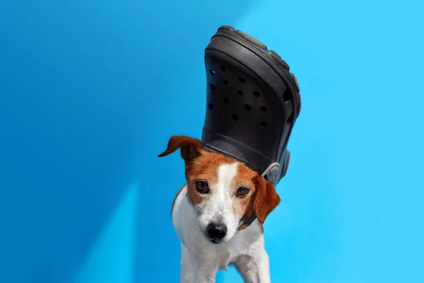 Забавная собака с тапочкой на голубом фоне — стоковое фото
