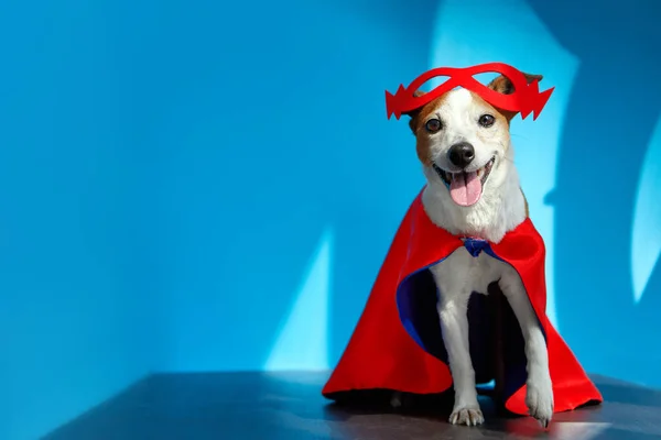 面白い犬でスーパーヒーロー衣装で光と影 — ストック写真