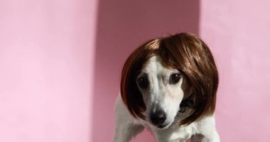 Peruklu bir köpeğin komik portreleri.