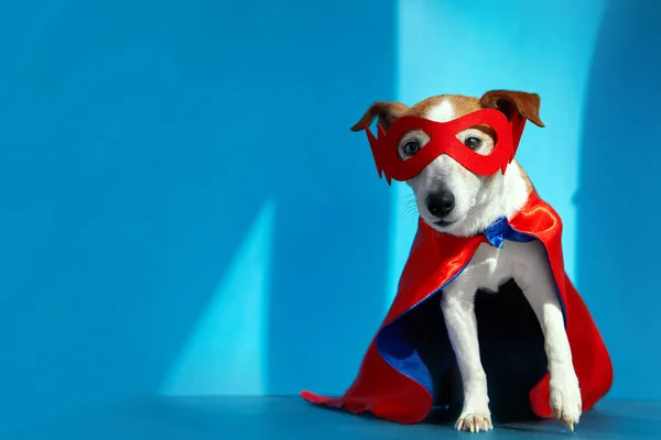 Perro vestido de ilusionista y mago mira a la cámara — Foto de Stock