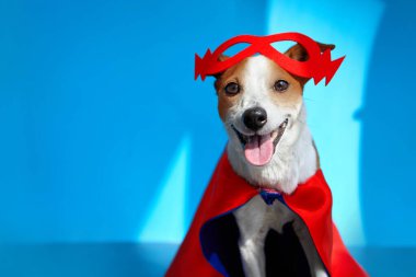 Kırmızı maskeli sevimli neşeli Jack Russell Terrier.