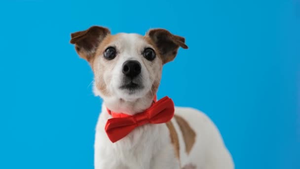 Perro Retrato raza de Jack Russell Terrier Mascota con pajarita — Vídeo de stock
