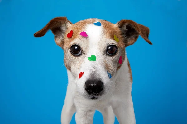 Cute Jack Russell Terrier Cane Amano Festeggiare Giorno San Valentino — Foto Stock