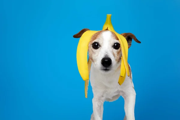 바나나와 테리어 파란색 바탕에 카메라 머리에 — 스톡 사진