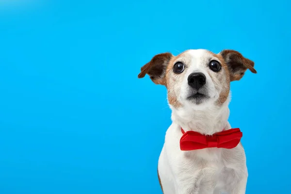 Mascota Con Pajarita Roja Mirando Hacia Arriba Retrato Raza Jack — Foto de Stock