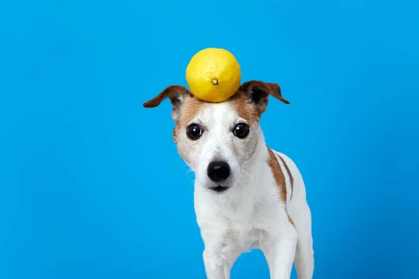 Perro divertido con limón en la cabeza fondo azul — Foto de Stock