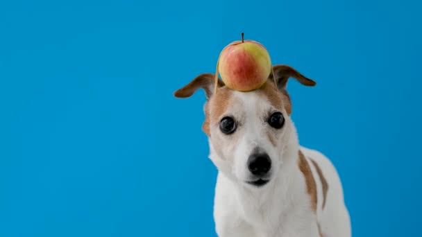 Funny dog with apple on head blue background — Stock Video