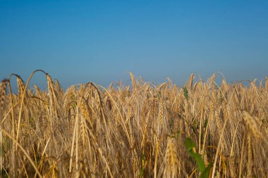 Mavi gökyüzüne karşı buğday tarlası