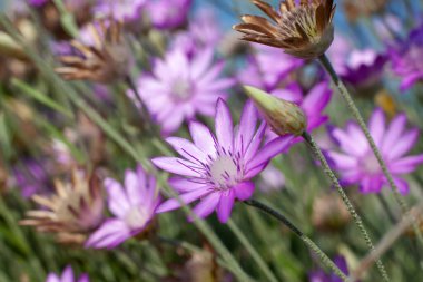 Yazın tarlada mor çiçekler
