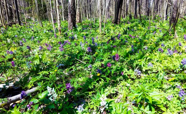 Bahar ormanında yabani çiçekler