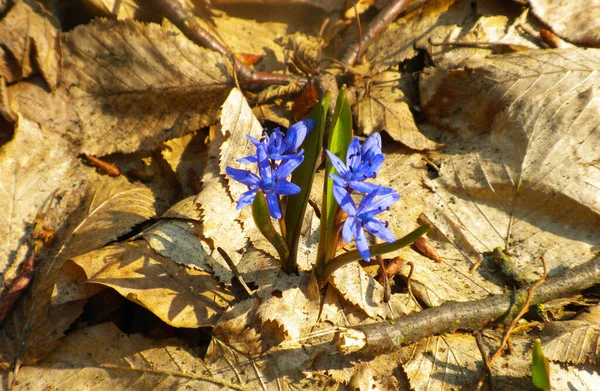 Bahar ormanında yabani çiçekler