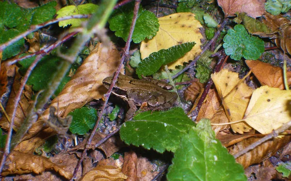 Ukrayna Sammer Ormanı Vahşi Doğa