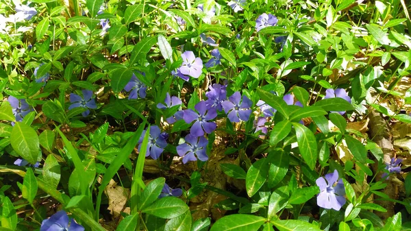 Bahar ormanında yabani çiçekler