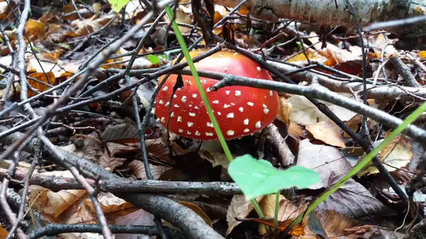 Sonbahar ormanında parlak mantarlar 