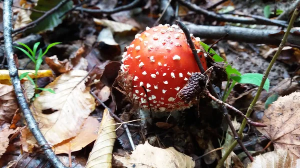 Sonbahar ormanında parlak mantarlar 