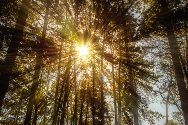 Ağaçlar güneş hayatta