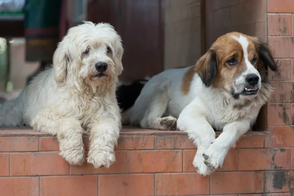 Власники собак чекають — стокове фото
