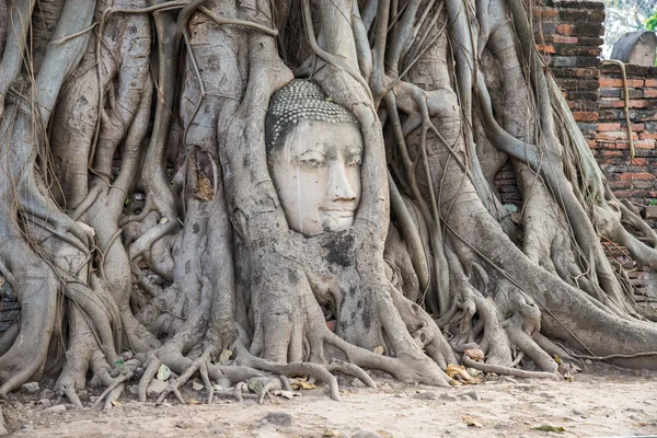Голова Будди в стовбурі, ВАТ Mahathat — стокове фото