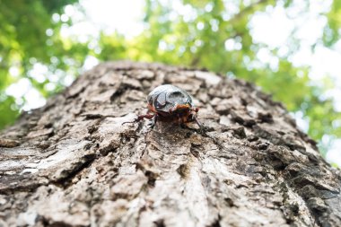erkek rhinoceros beetle