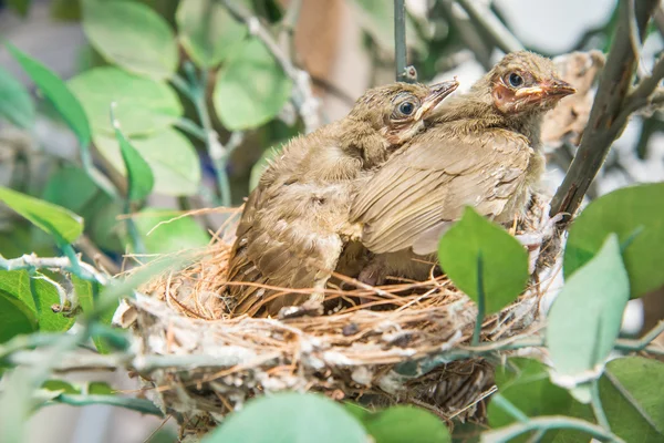 newborn bird, nestling in the nest and feather wings growth stor