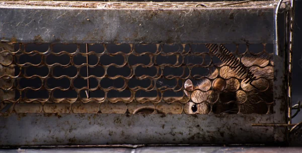 Rats i en bur fälla adress övergivit frihet/mörk belysning — Stockfoto